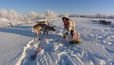Thousands of reindeer suffer from starvation. Photo: Kai Erik Bull, NRK