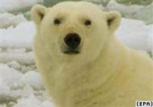 Россия и Норвегия примут участие в «Международном полярном годе