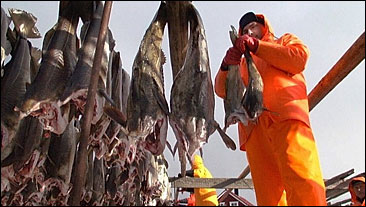 Preparation of "Stockfish from Lofoten". Photo: Erik Veigard, Scanpix