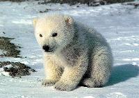 Белые медведи могут оказаться на грани исчезновения