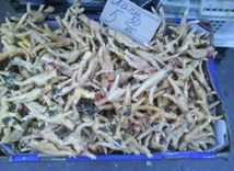 Nortilia  n    