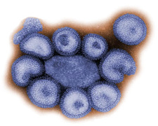 ВОЗ получила информацию о мутации вируса А/H1N1 в Норвегии