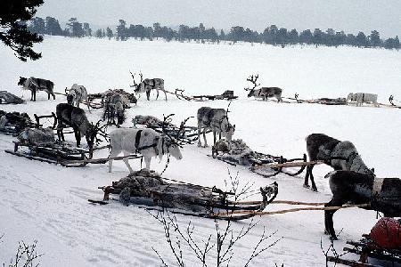 Норвежские оленеводы противятся строительству в Арктике новой высоковольтной ЛЭП