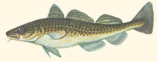 ������ ������ � �������������� � ������!