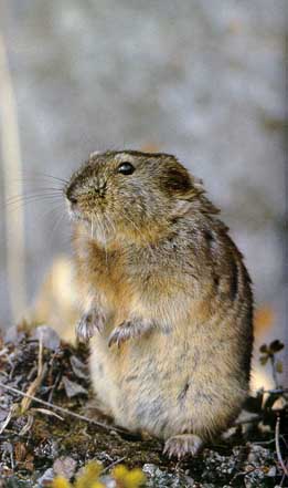 ����������� ����������� ������� � ���������