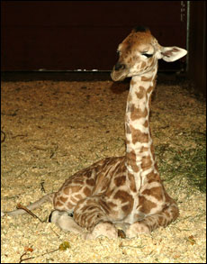 � �������� ������ ������������ ���� ������� ������