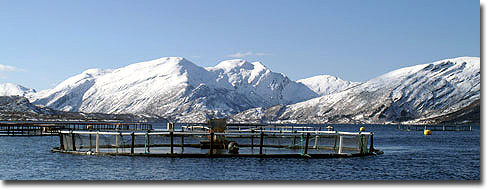 ��������: Codfarmers ���������� ���� �������