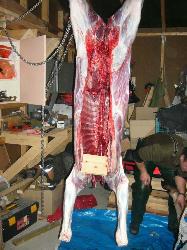 ��������: �������-����������� �������� ���������� Nortura